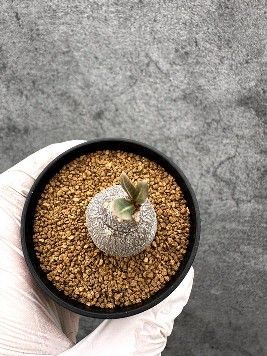 【現品限り】アデニウム・ソコトラナム 実生【C27】 Adenium socotranum