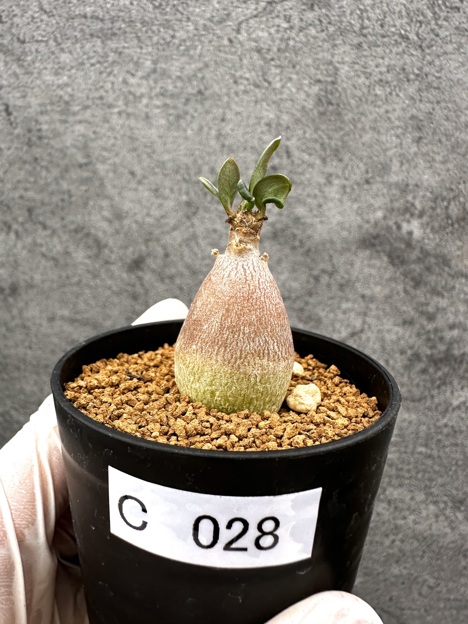 アデニウム・ソコトラナム 実生【C28】 Adenium socotranum 塊根植物