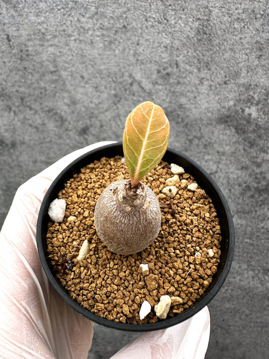 【現品限り】アデニウム・ソコトラナム 実生【C29】 Adenium socotranum
