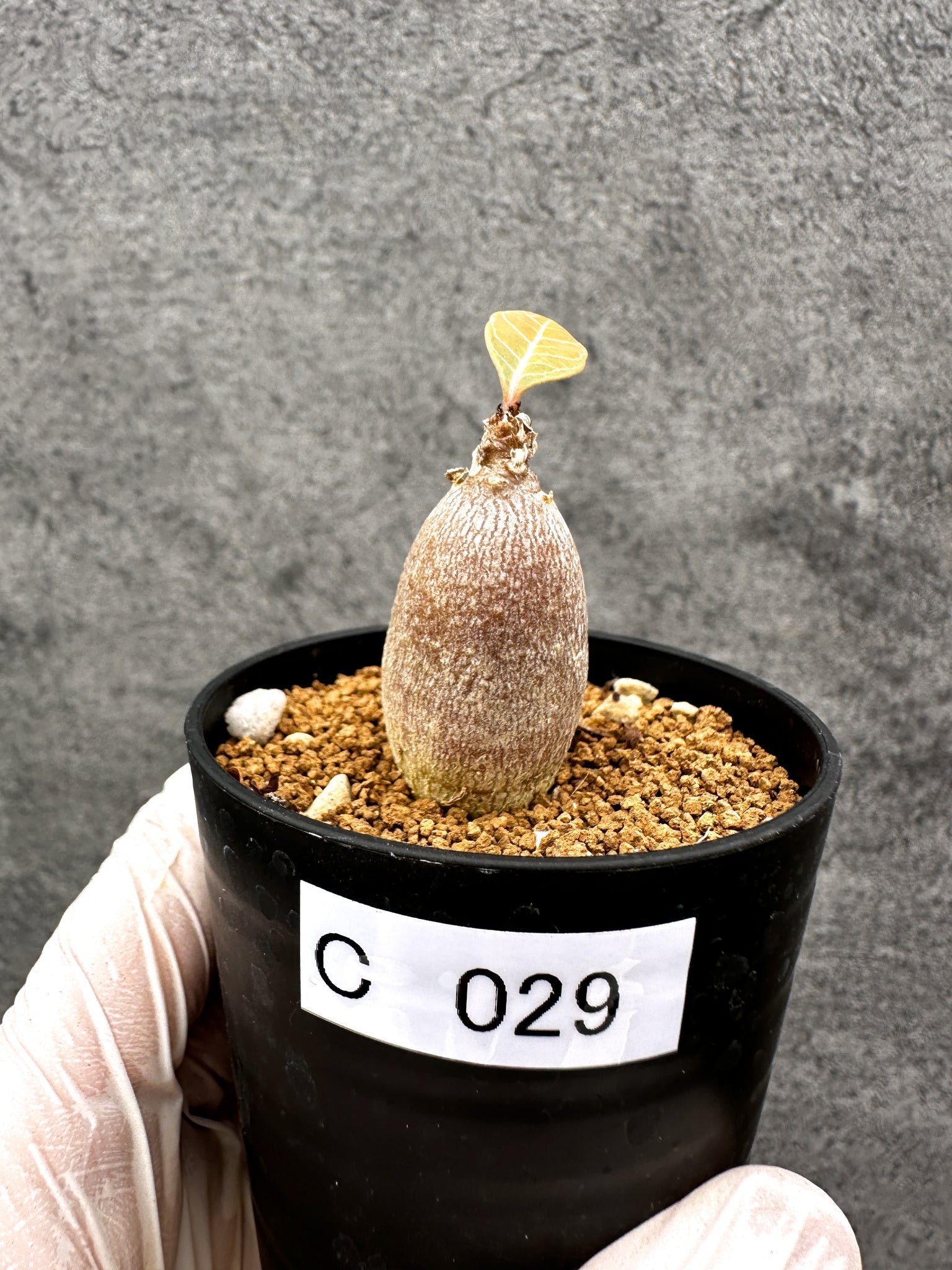 アデニウム　ソコトラナム (EU輸入株) No2 アデニウム・ソコトラナム 実生【C29】 Adenium socotranum 塊根植物