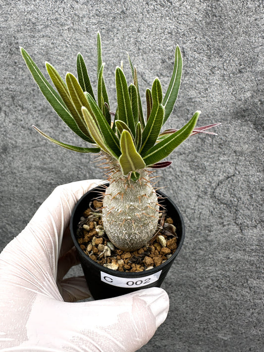 【現品限り】パキポディウム・グラキリス 実生【C2】 Pachypodium gracilius