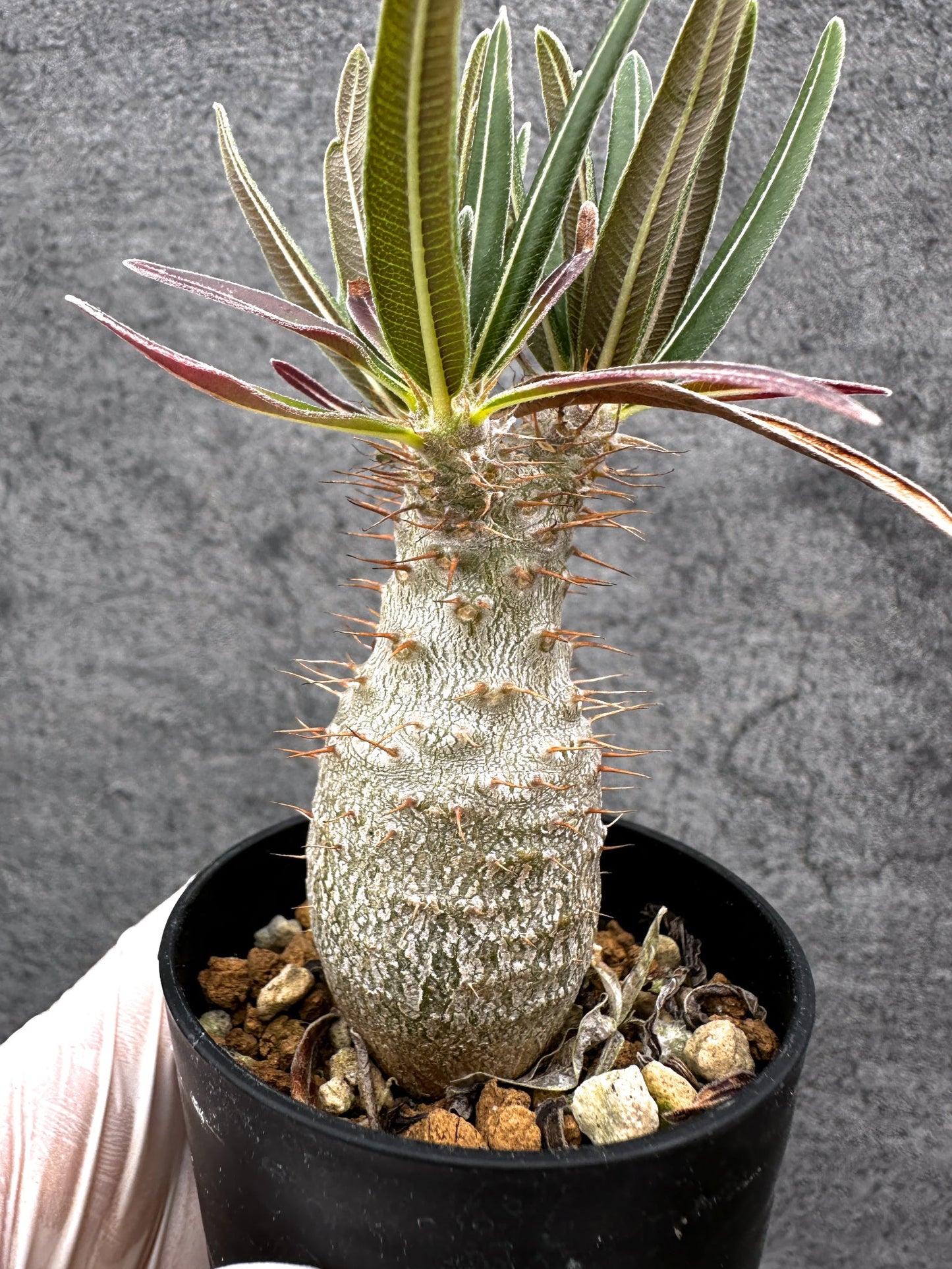 【現品限り】パキポディウム・グラキリス 実生【C2】 Pachypodium gracilius