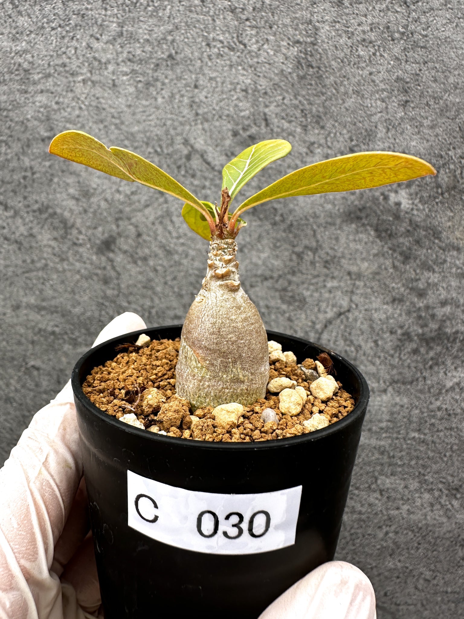 純血 ソコトラナム アデニウム アデニウム　ソコトラナム　純血　実生 実生 メルカリ - 塊根植物・コーデックス