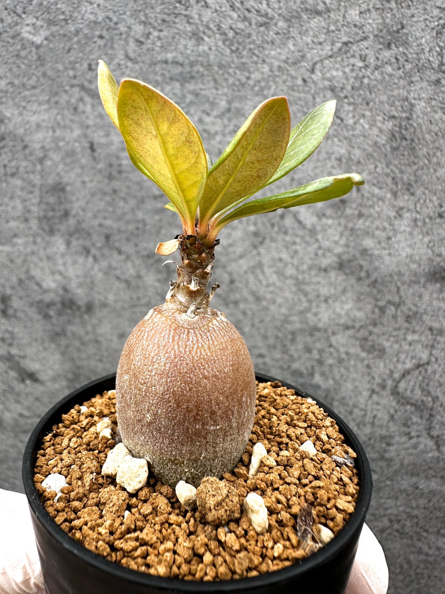 【現品限り】アデニウム・ソコトラナム 実生【C31】 Adenium socotranum