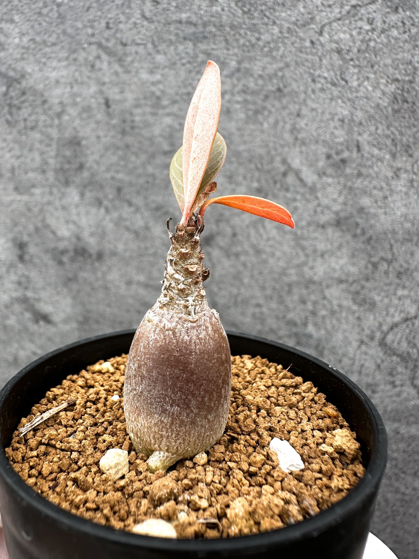 【現品限り】アデニウム・ソコトラナム 実生【C34】 Adenium socotranum