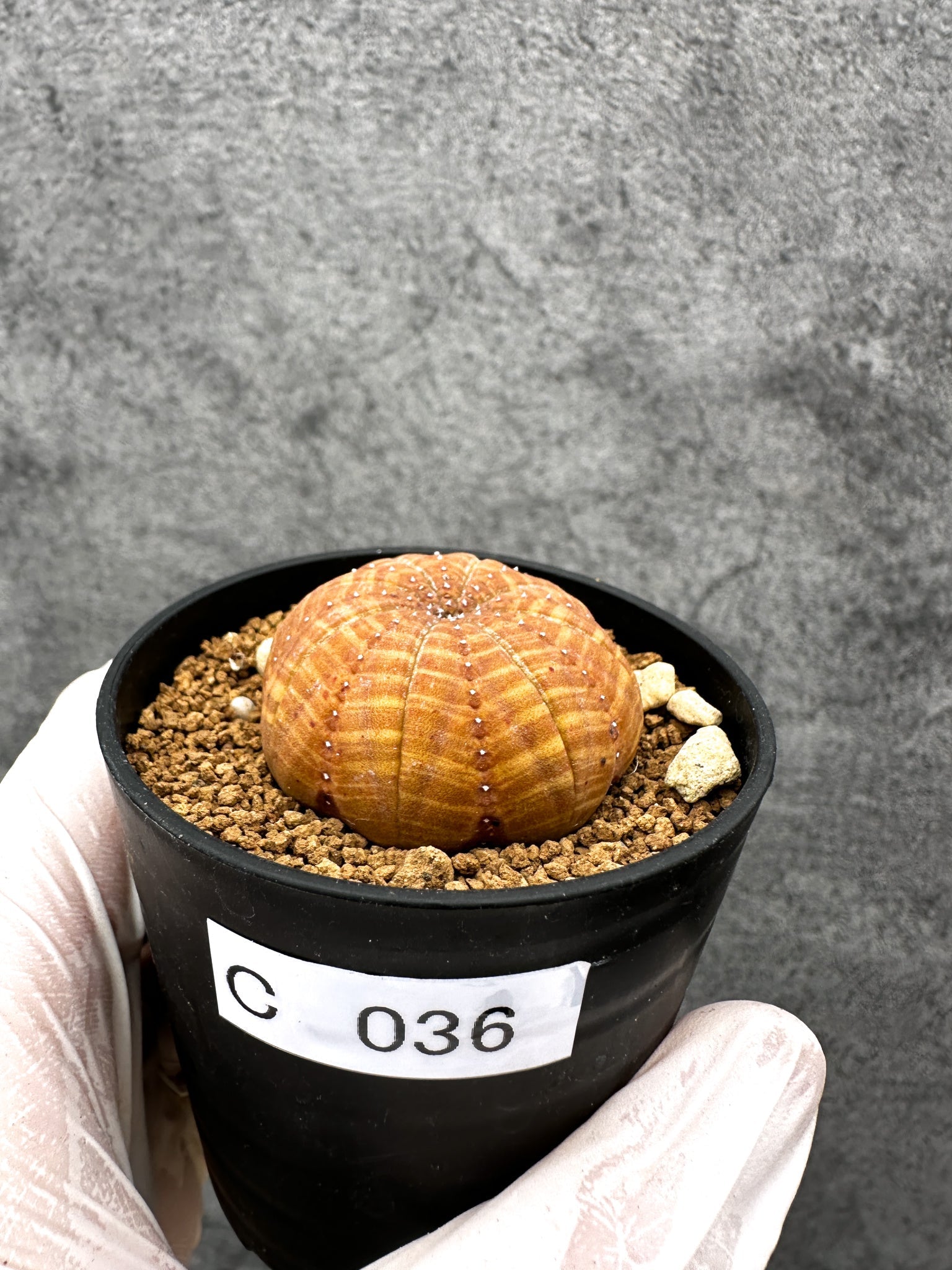 ユーフォルビア・オベサ 実生【C36】 Euphorbia obesa 塊根植物