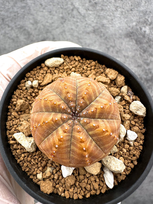 【現品限り】ユーフォルビア・オベサ 実生【C37】 Euphorbia obesa