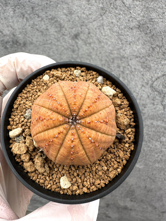 【現品限り】ユーフォルビア・オベサ 実生【C38】 Euphorbia obesa