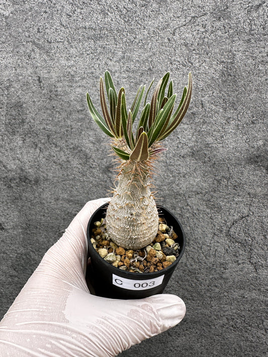 【現品限り】パキポディウム・グラキリス 実生【C3】 Pachypodium gracilius