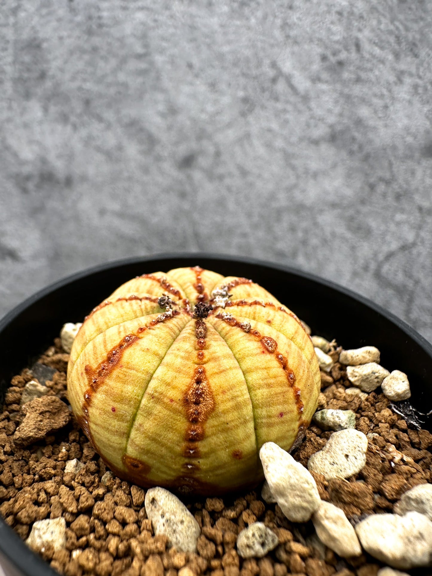 【現品限り】ユーフォルビア・オベサ 実生【C40】 Euphorbia obesa