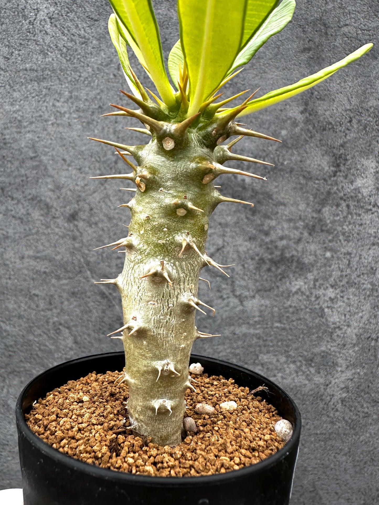 【現品限り】パキポディウム・アンボンゲンセ 実生【C48】 Pachypodium ambongense