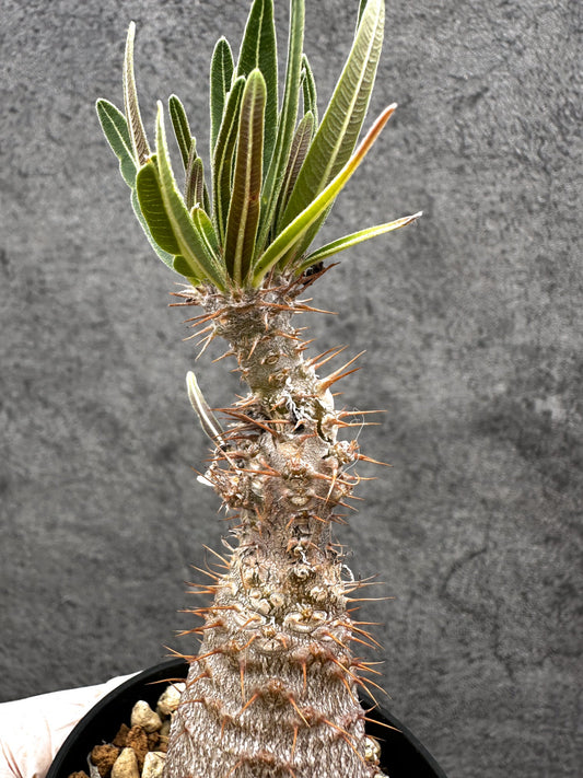 【現品限り】パキポディウム・グラキリス 傷ありますが、生命力を感じます 実生【C4】 Pachypodium gracilius