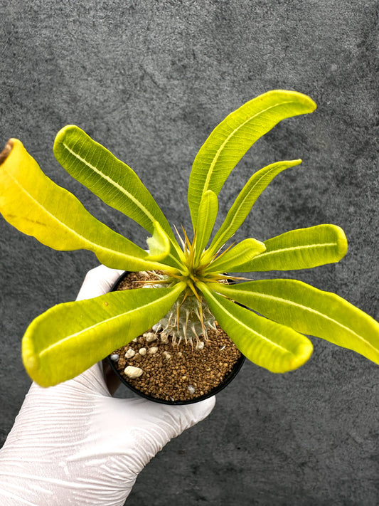 【現品限り】パキポディウム・アンボンゲンセ 実生【C53】 Pachypodium ambongense