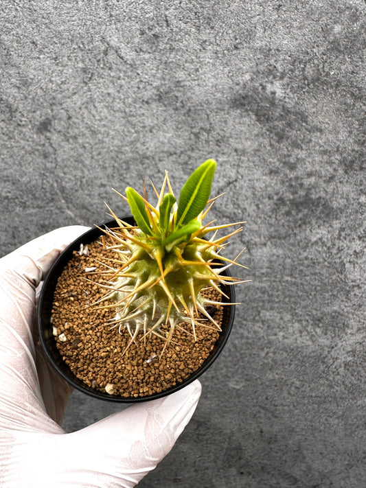 【現品限り】パキポディウム・アンボンゲンセ 実生【C56】 Pachypodium ambongense