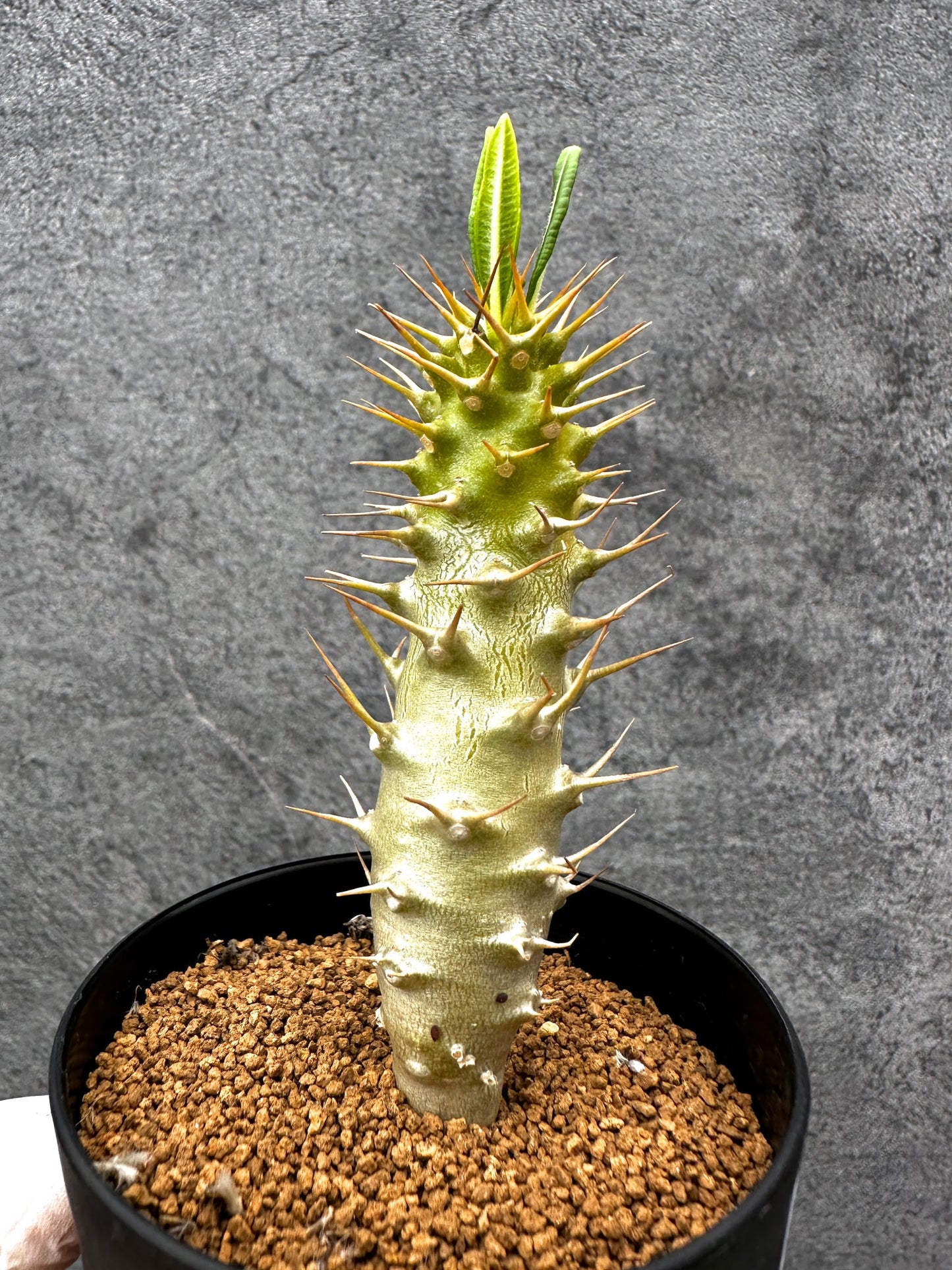 【現品限り】パキポディウム・アンボンゲンセ 実生【C56】 Pachypodium ambongense