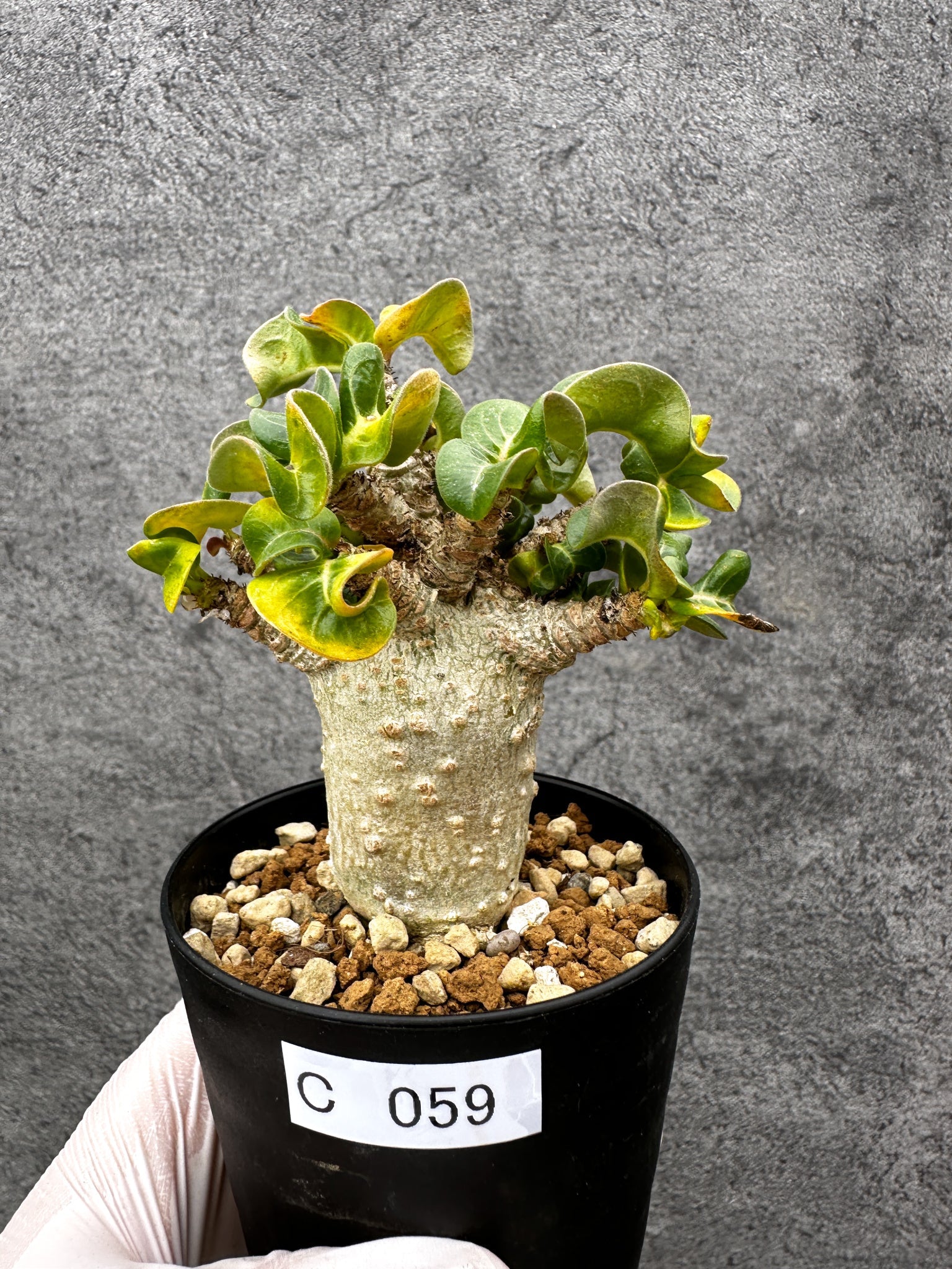 アデニウム・獅子葉 葉巻き 実生【C59】 Adenium DHA 塊根植物
