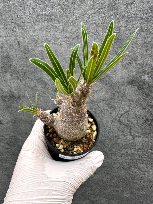 【現品限り】パキポディウム・グラキリス 実生【C5】 Pachypodium gracilius