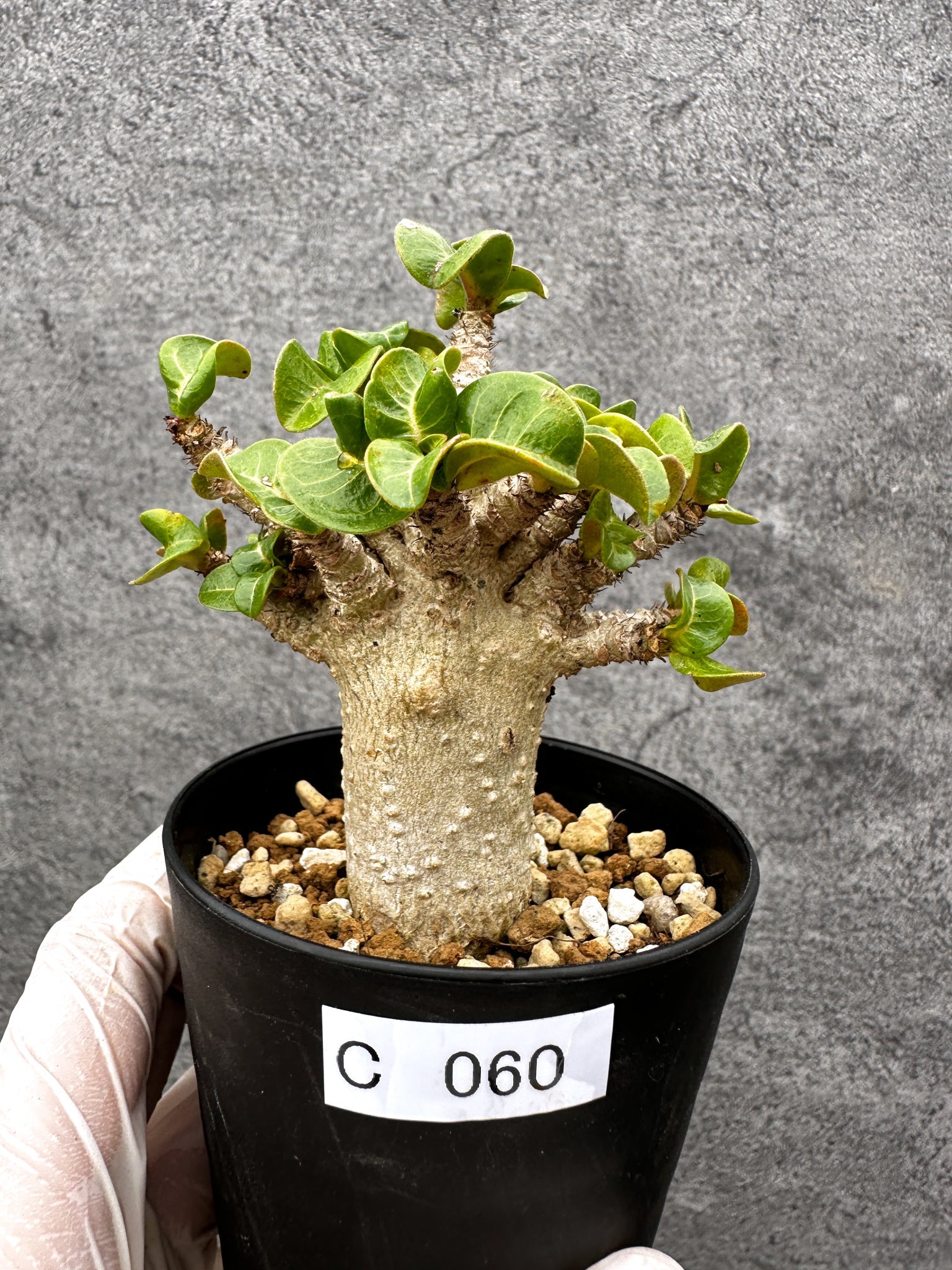 アデニウム・獅子葉 葉巻き 実生【C60】 Adenium DHA 塊根植物