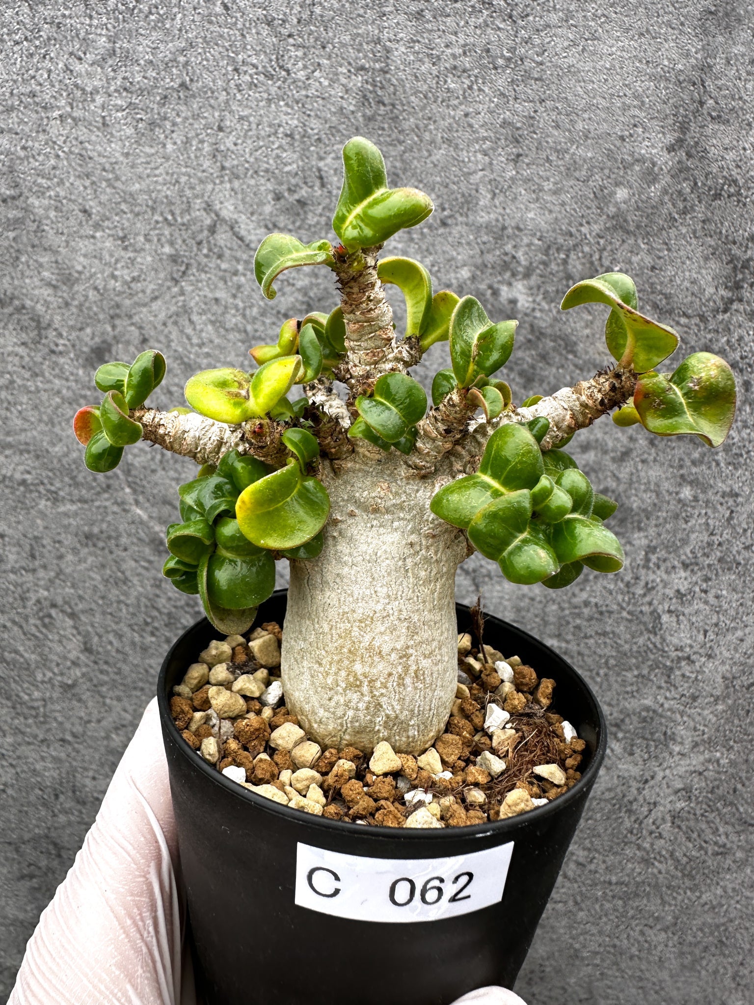 アデニウム・獅子葉 葉巻き 実生【C62】 Adenium DHA 塊根植物