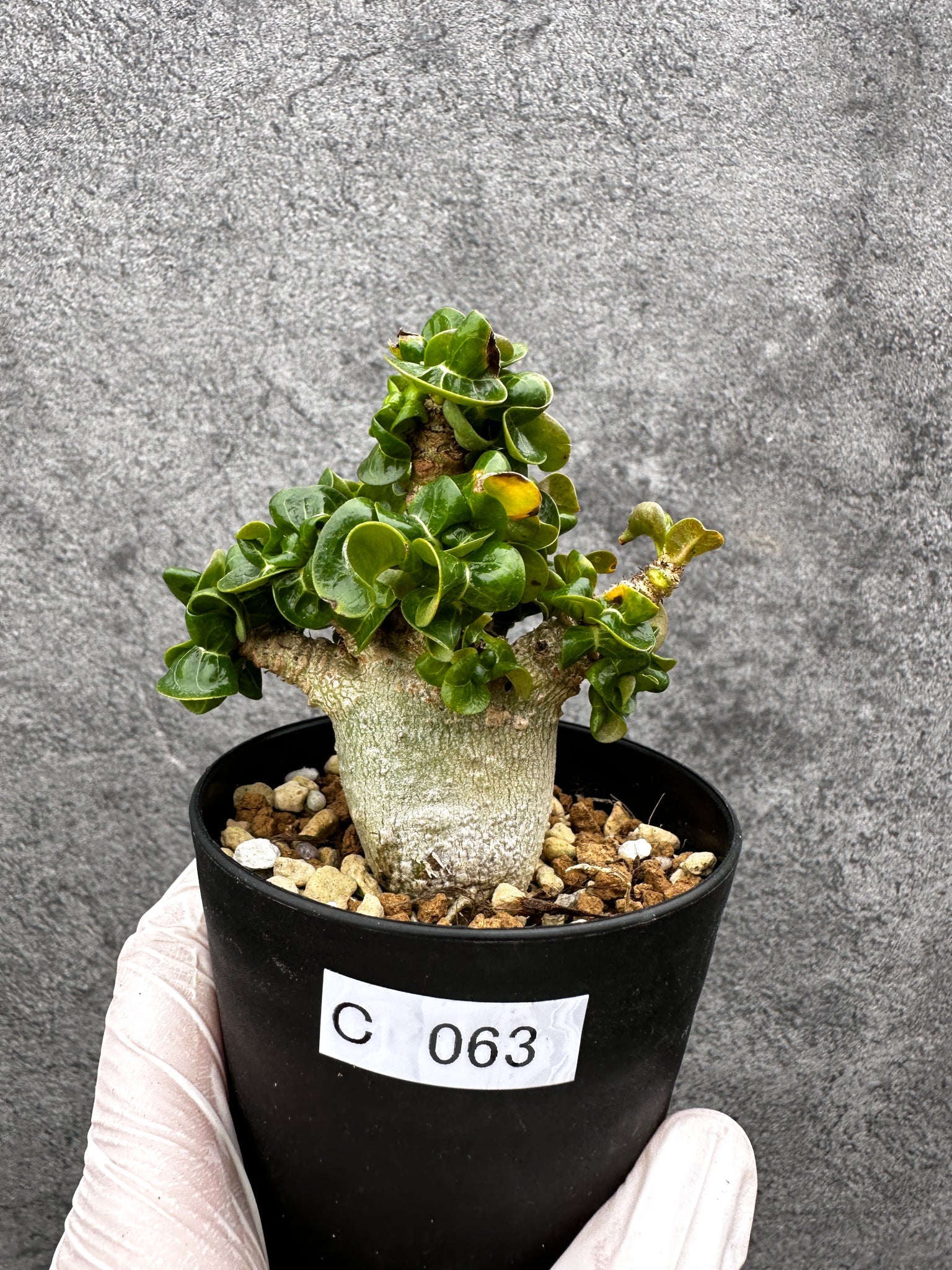 アデニウム・獅子葉 葉巻き 実生【C63】 Adenium DHA 塊根植物