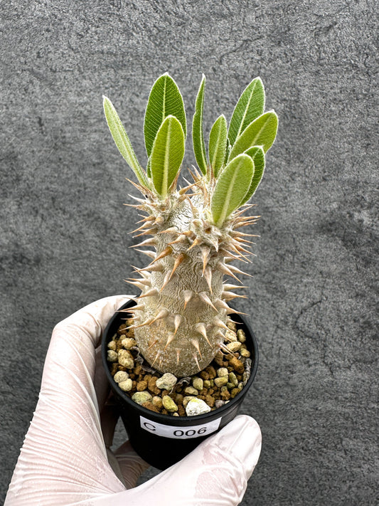 【現品限り】パキポディウム・ホロンベンセ 実生【C6】 Pachypodium horombense