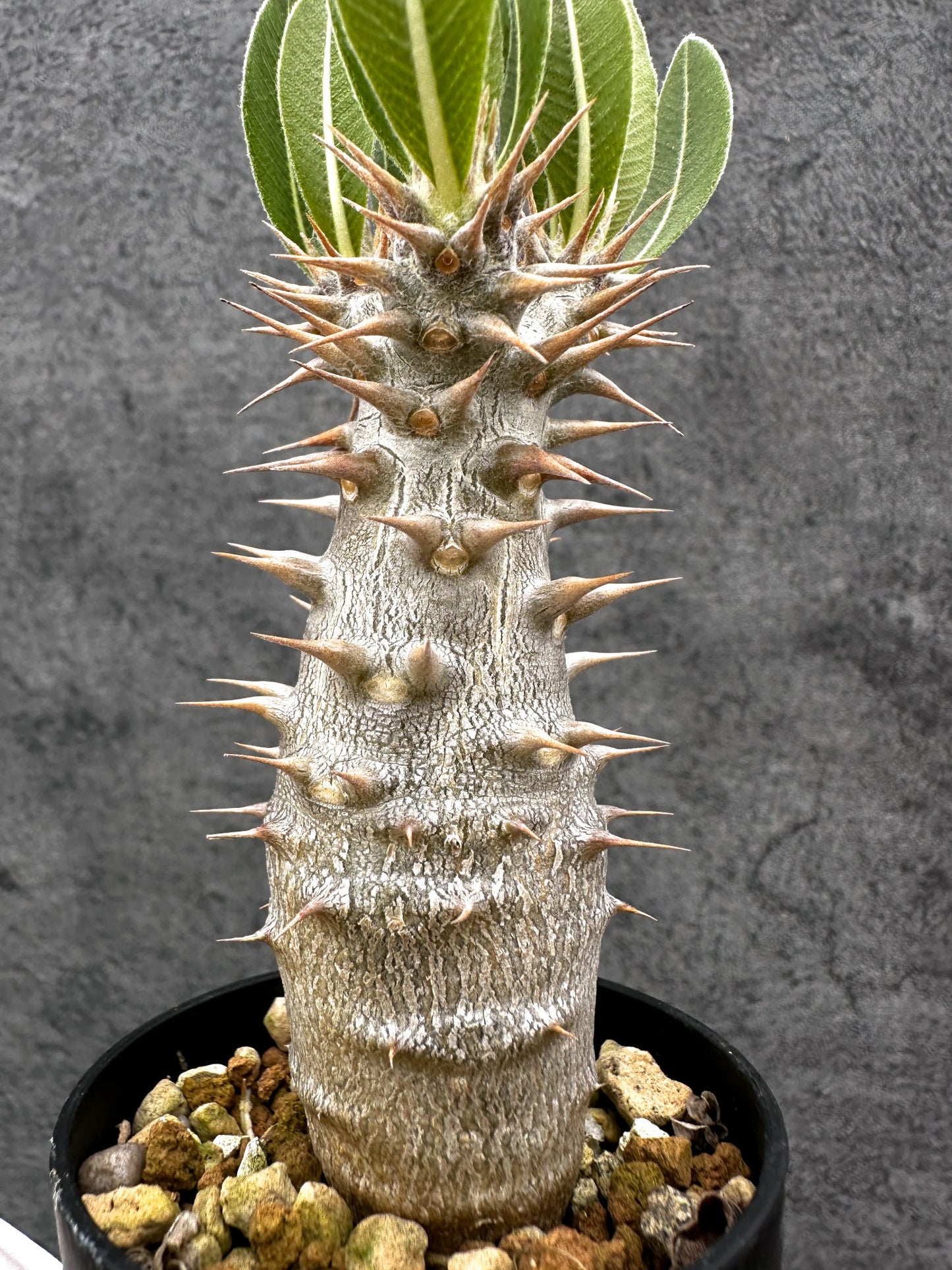 【現品限り】パキポディウム・ホロンベンセ 実生【C7】 Pachypodium horombense