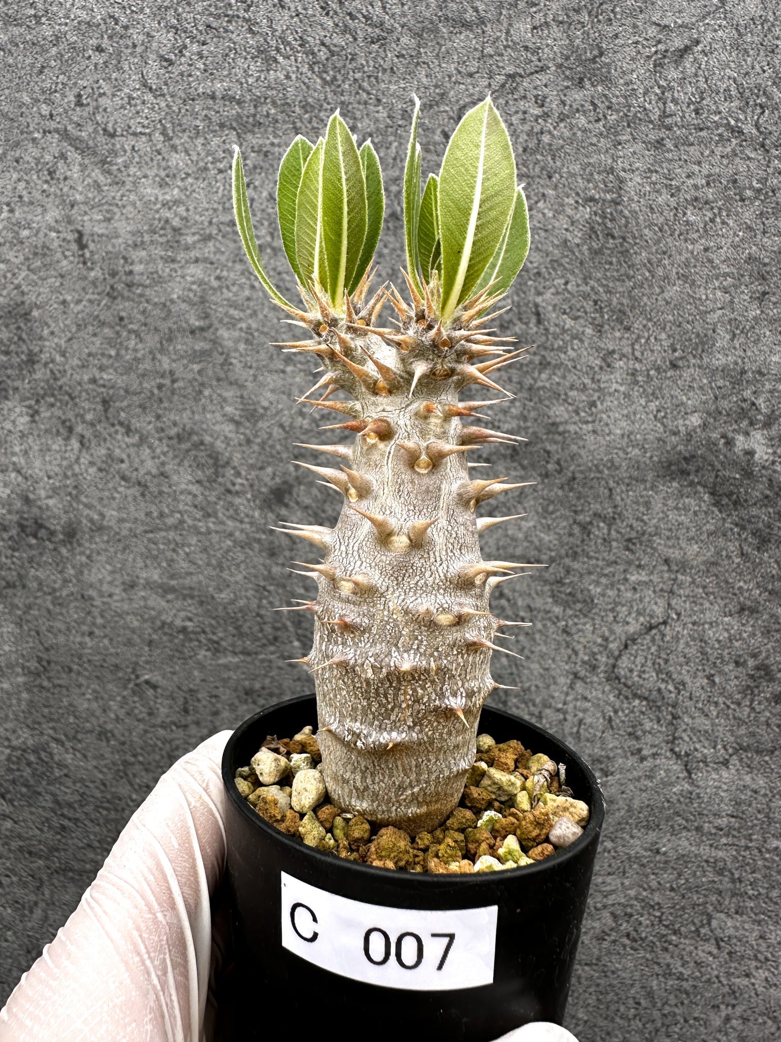 パキポディウム・ホロンベンセ 実生【C7】 Pachypodium horombense