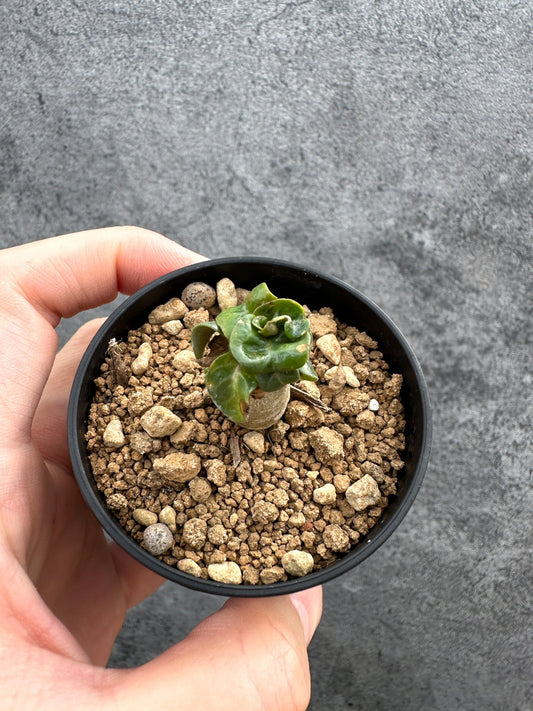 【現品限り】アデニウム・DHA 獅子葉 葉巻 美肌【D10】 Adenium DHA