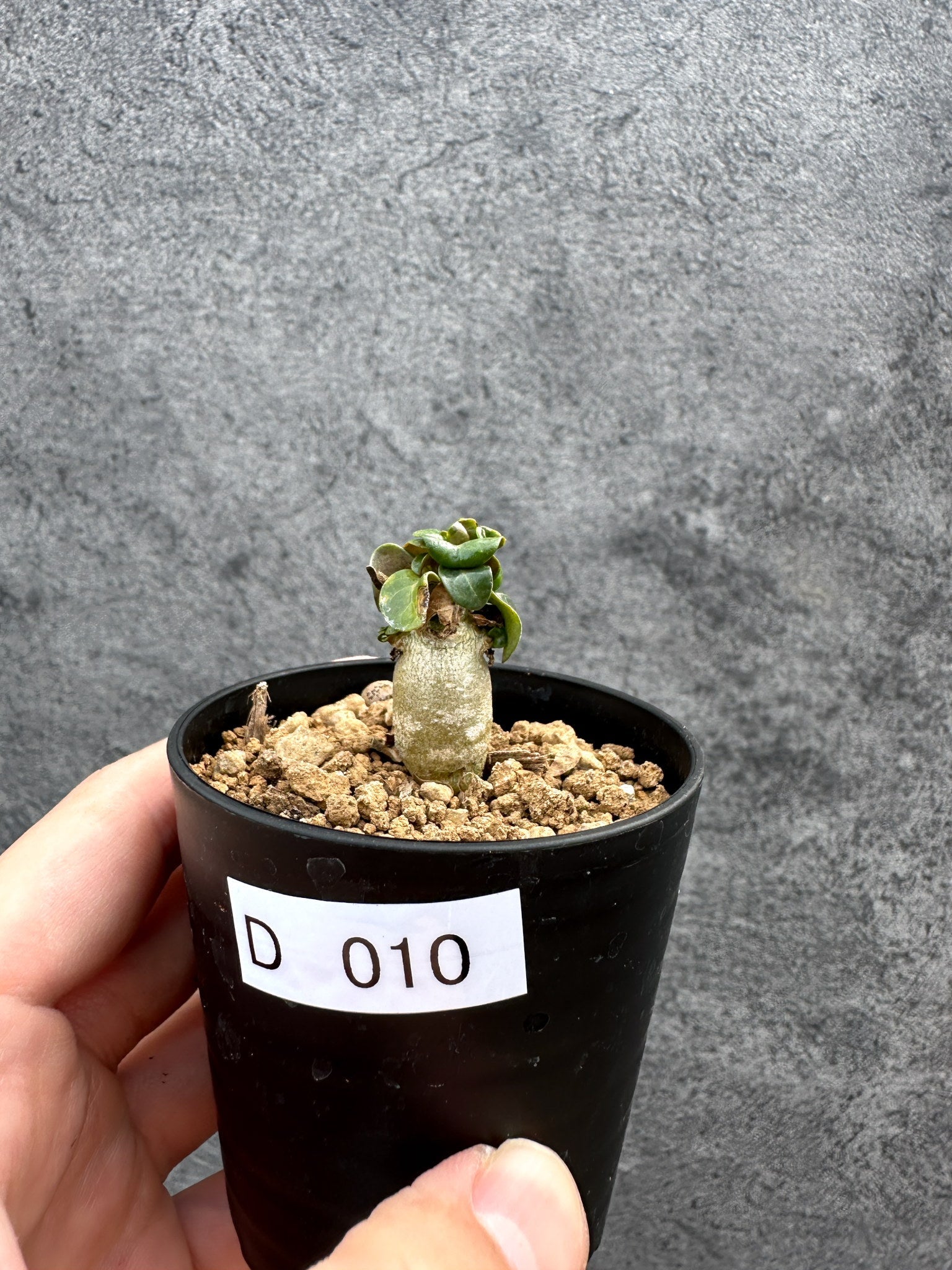 アデニウム ソコトラナム 獅子葉 ドーセットホーン DHA スモールリーフ10粒