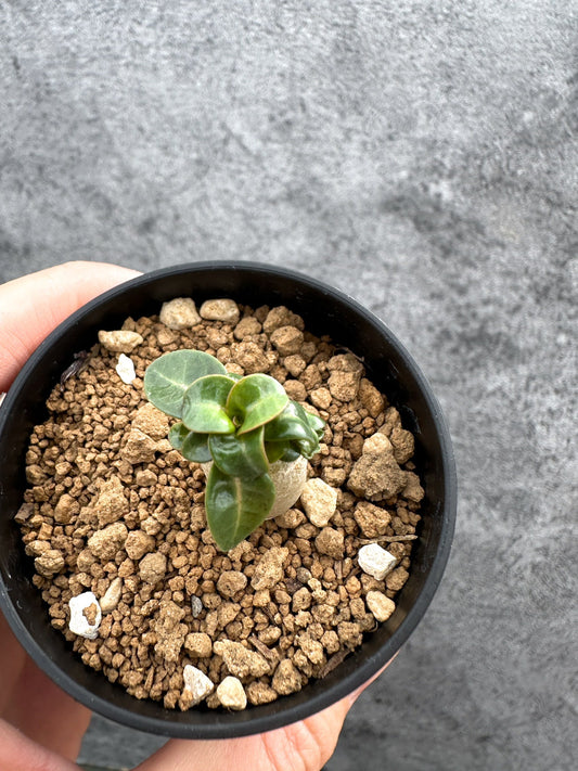 【現品限り】アデニウム・DHA 獅子葉 葉巻 美肌【D12】 Adenium DHA