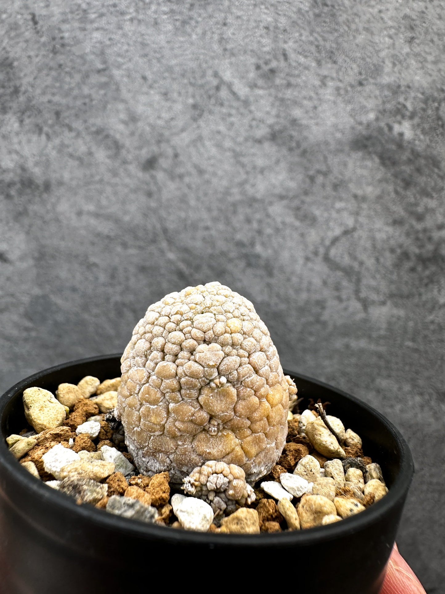 【現品限り】プセウドリトス・ミギウルティヌス 実生【D17】 Pseudolithos migiurtinus