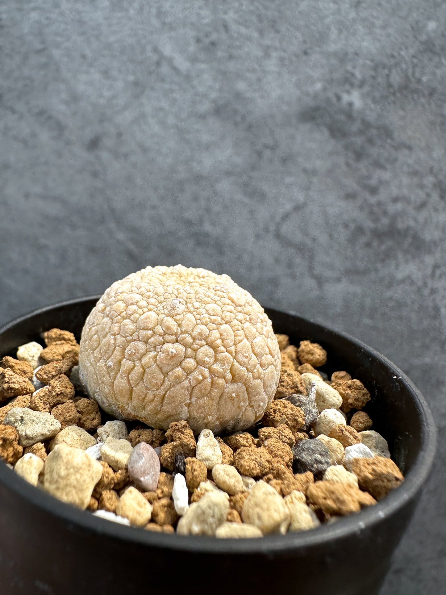 【現品限り】プセウドリトス・ミギウルティヌス 実生【D18】 Pseudolithos migiurtinus