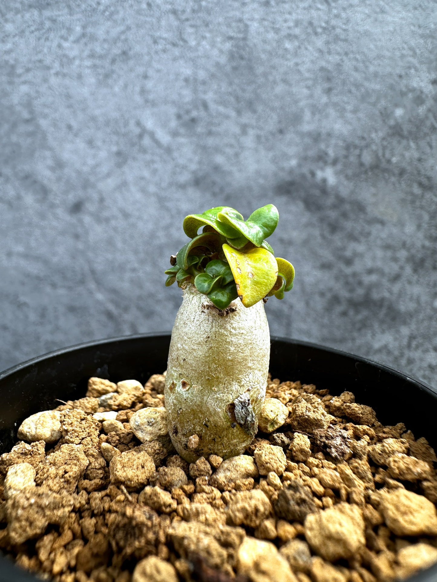 【現品限り】アデニウム・DHA 獅子葉 葉巻 美肌【D1】 Adenium DHA