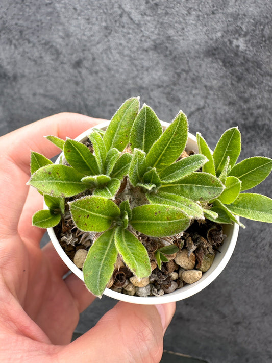 【現品限り】パキポディウム・ブレビカウレ 恵比寿笑い 実生【D24】 Pachypodium brevicaule