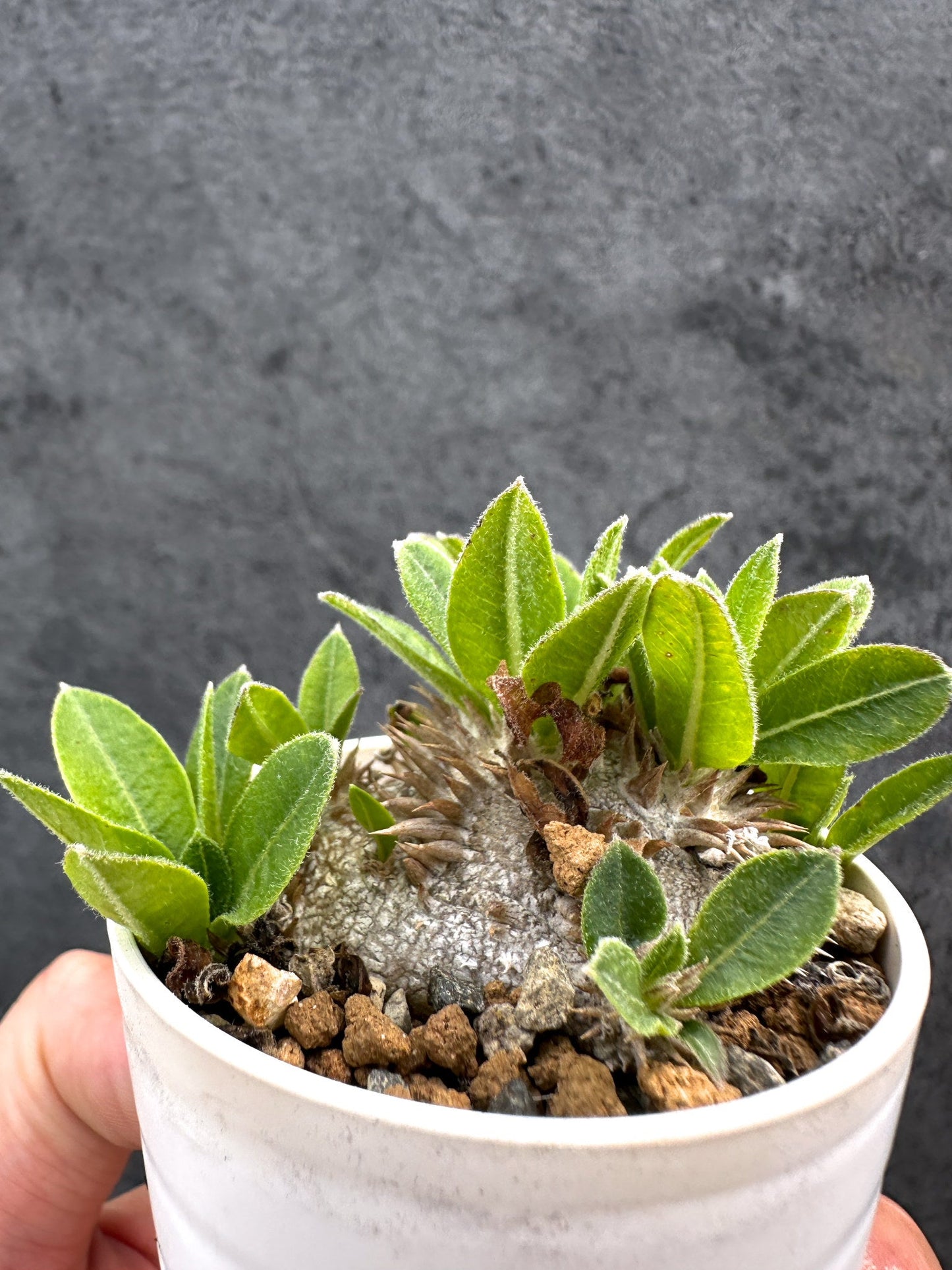 【現品限り】パキポディウム・ブレビカウレ 恵比寿笑い 実生【D24】 Pachypodium brevicaule
