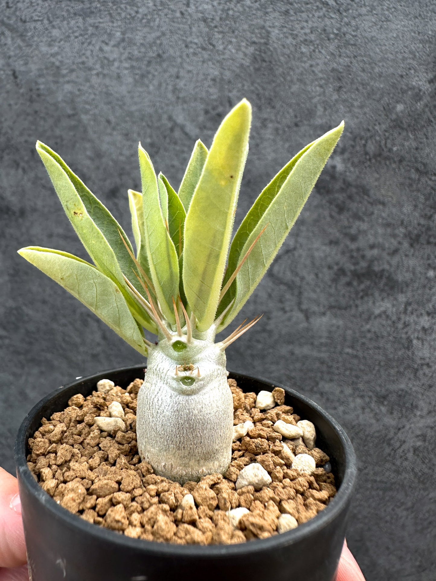 【現品限り】パキポディウム・レアリー 実生【D26】 Pachypodium lealii