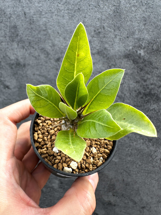 【現品限り】パキポディウム・レアリー 実生【D27】 Pachypodium lealii