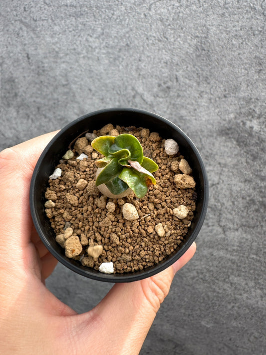【現品限り】アデニウム・DHA 獅子葉 葉巻 美肌【D2】 Adenium DHA