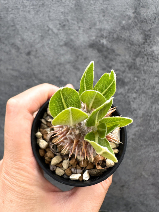 【現品限り】パキポディウム・デンシフローラム 実生【D32】 Pachypodium densiflorum