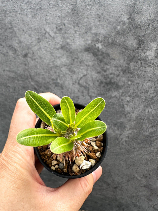 【現品限り】パキポディウム・デンシフローラム 実生【D33】 Pachypodium densiflorum