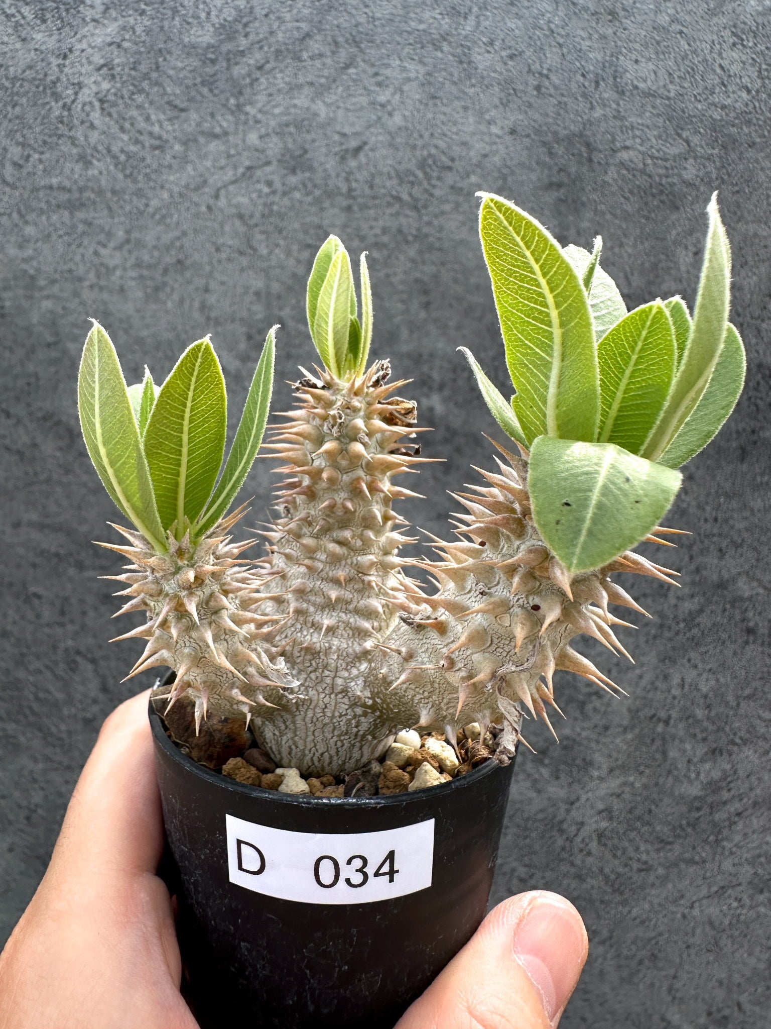 パキポディウム・デンシフローラム 実生【D34】 Pachypodium
