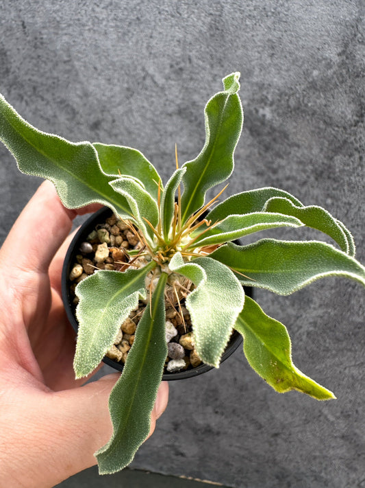 【現品限り】パキポディウム・ナマクアナム 光堂 実生【D37】 Pachypodium namaquanum