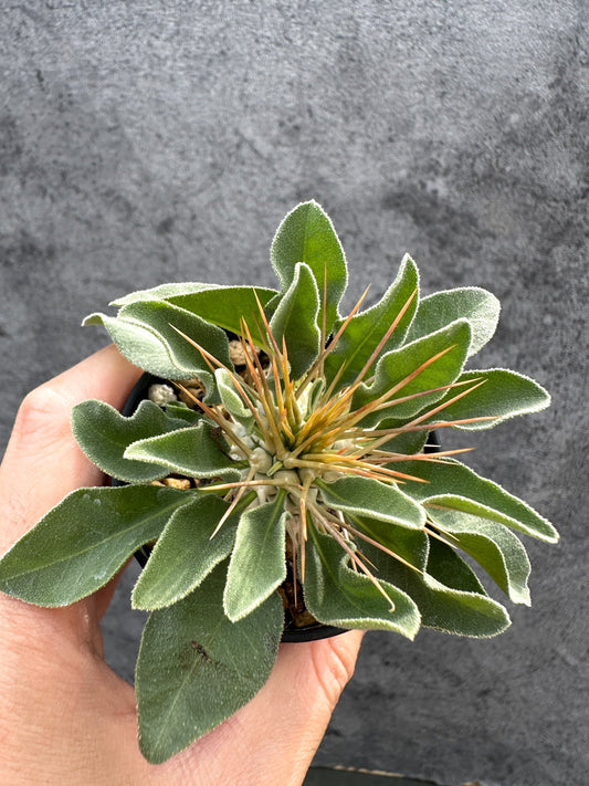 【現品限り】パキポディウム・ナマクアナム 光堂 実生【D38】 Pachypodium namaquanum
