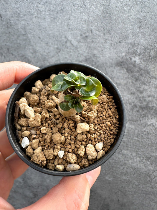 【現品限り】アデニウム・DHA 獅子葉 葉巻 美肌【D3】 Adenium DHA