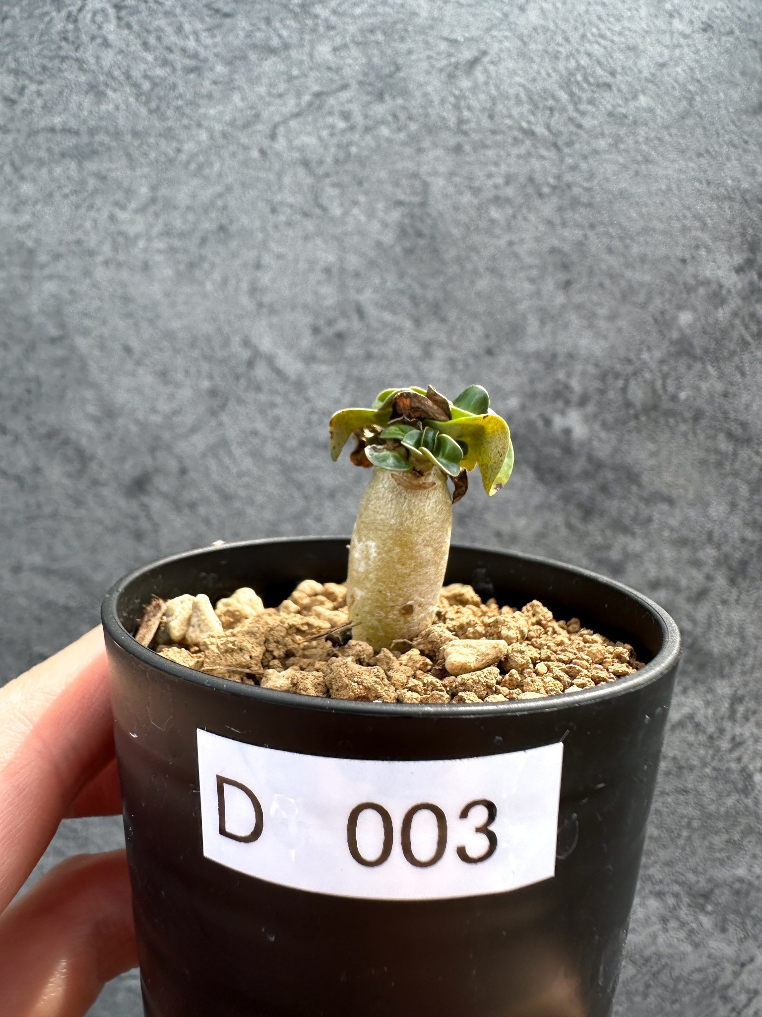 アデニウム・DHA 獅子葉 葉巻 美肌【D3】 Adenium DHA 塊根植物