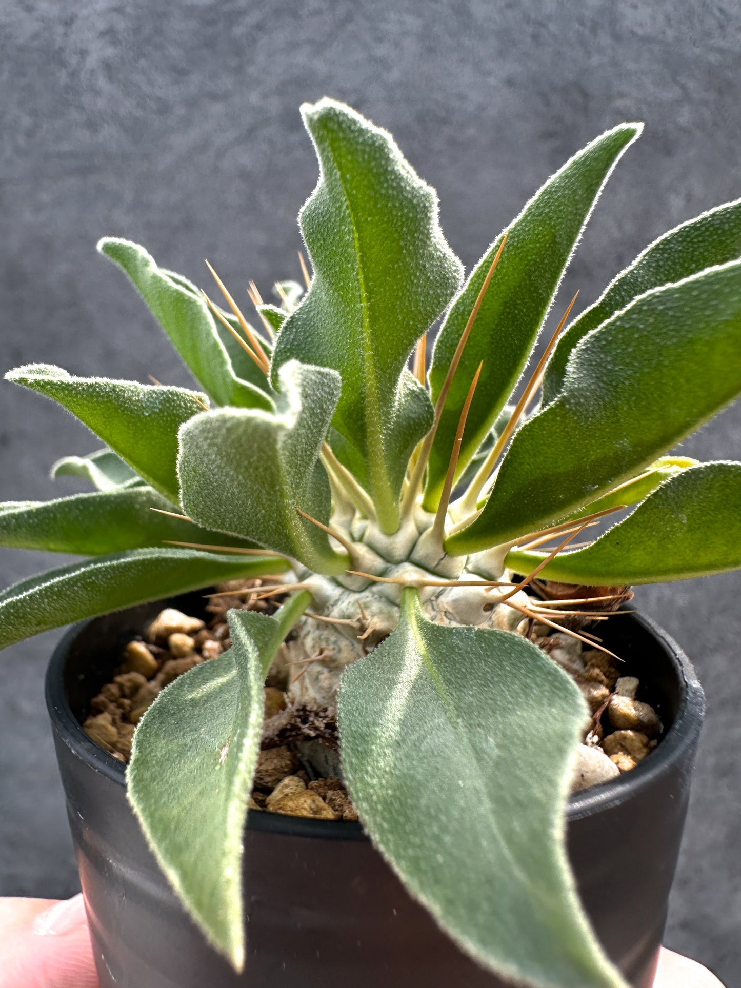 【現品限り】パキポディウム・ナマクアナム 光堂 実生【D40】 Pachypodium namaquanum