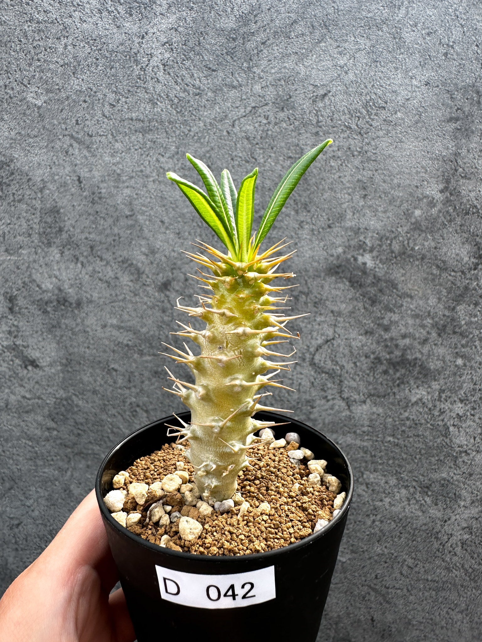 パキポディウム・アンボンゲンセ 実生【D42】 Pachypodium ambongense
