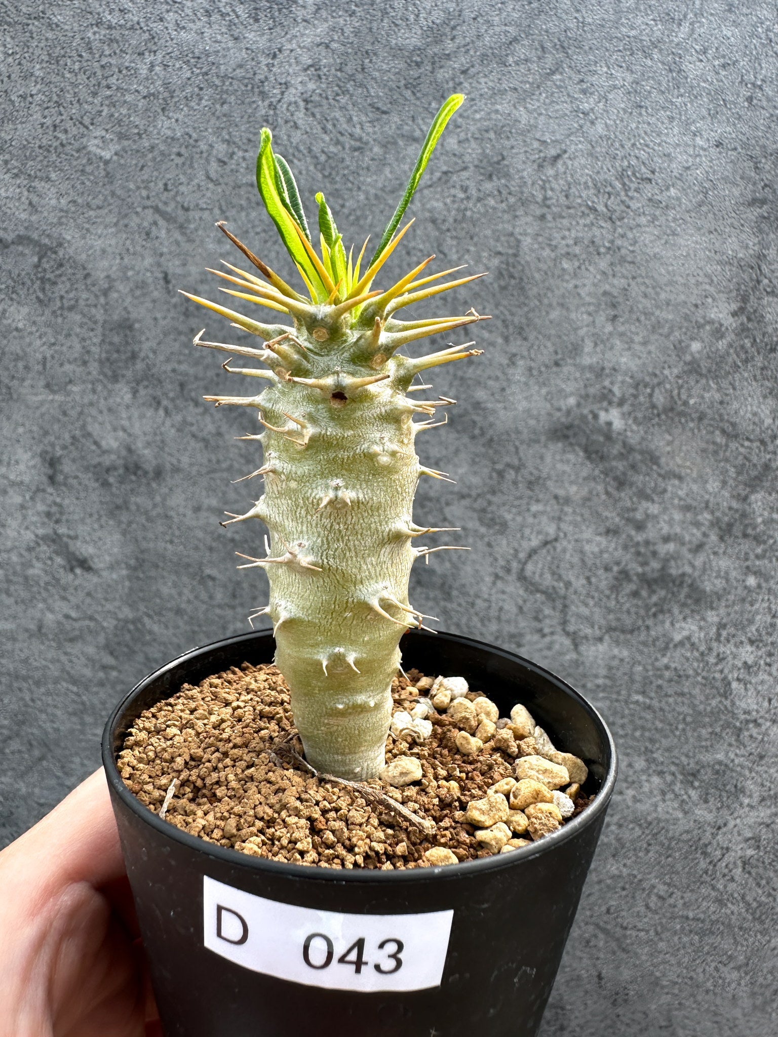 パキポディウム・アンボンゲンセ 実生【D43】 Pachypodium ambongense