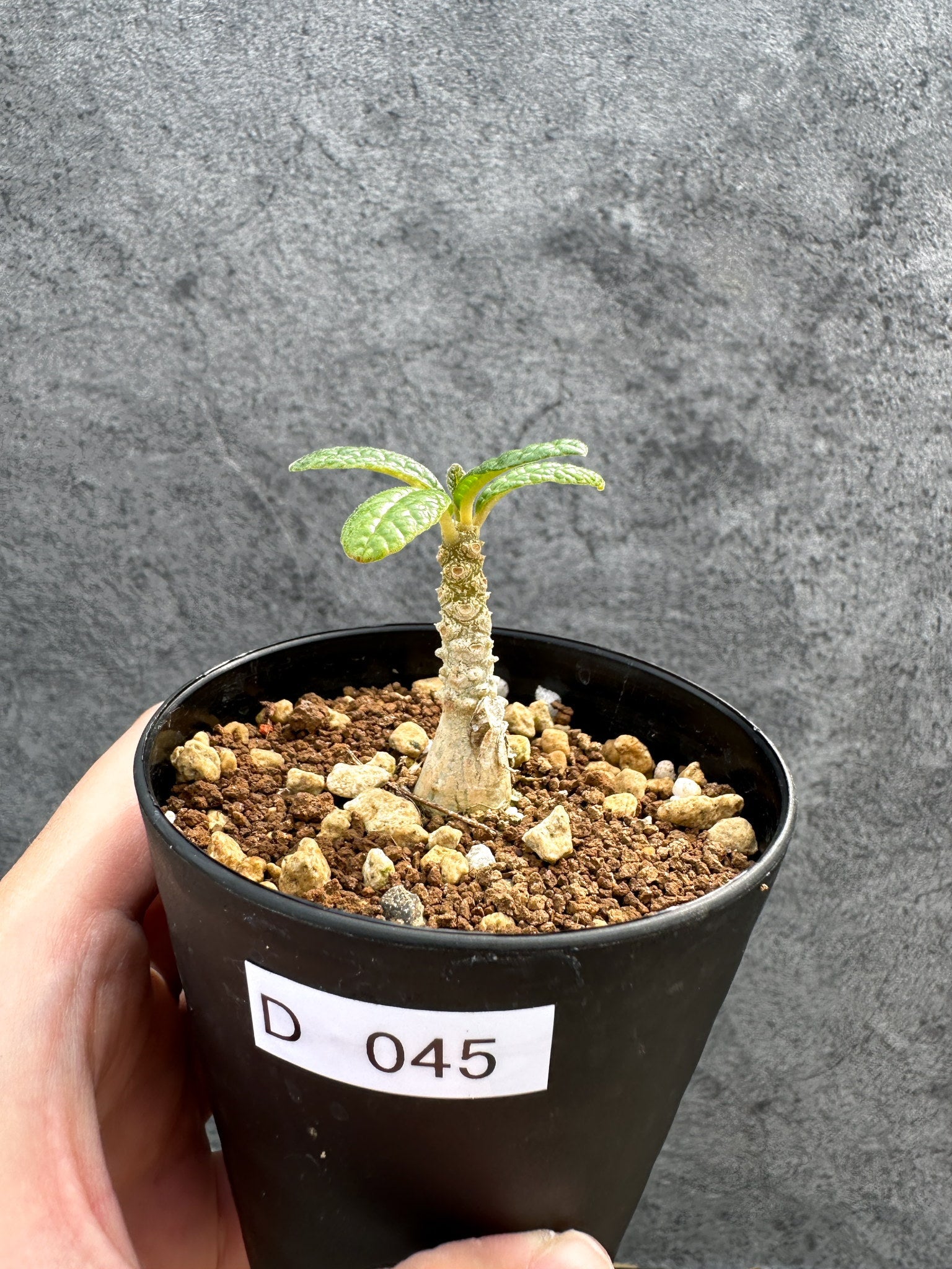 ドルステニア ギガス 実生5年 ドルステニア・ギガス 実生【D45】 Dorstenia gigas 塊根植物