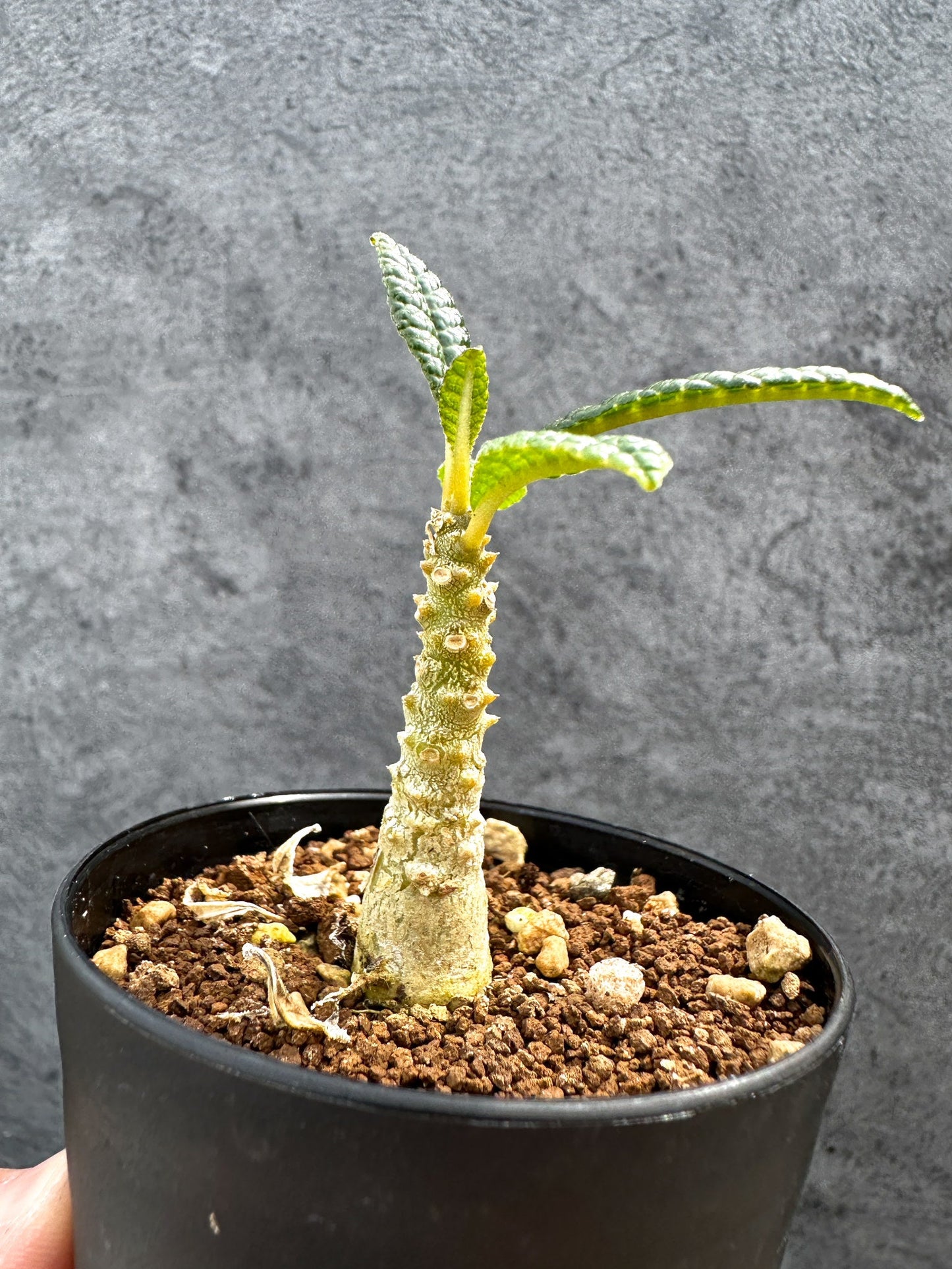 【現品限り】ドルステニア・ギガス 実生【D46】 Dorstenia gigas